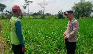 Perkuat Ketahanan Pangan, Polres Blitar Jalin Kedekatan dengan Petani Jagung