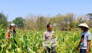 Dukung Ketahanan Pangan Nasional, Bhabinkamtibmas Lorejo Sambangi Petani Jagung   