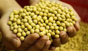 Harga Kedelai Lokal di Jawa Timur Tembus Rp18.000 per Kg, Kota Batu Terendah