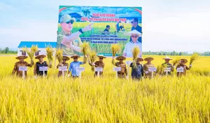 Perkuat Program Benih Mandiri, Gubernur Sultra Bagikan Benih Padi “Sanggoleo Sultra”