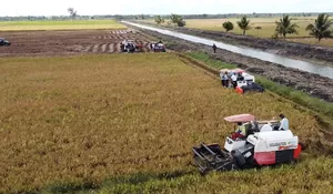 Mentan Amran Jawab Isu “Pesta Babi” di Merauke: Yang Kami Bangun Adalah Pesta Pangan