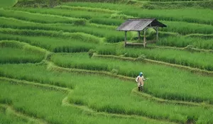 Indonesia Swasembada, di Thailand Harga Gabah Anjlok dan Petani Tuntut Jaminan Harga Lebih Tinggi
