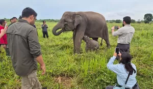 Menhut Dinilai Punya Komitmen Memperkuat Perlindungan Gajah sebagai Satwa Dilindungi