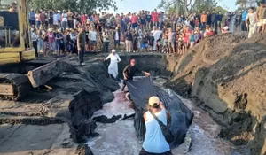 Paus Bungkuk 7 Meter Terdampar di Jembrana Bali, Mati usai Gagal Dikembalikan ke Laut