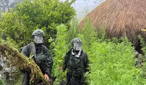 Patroli Perbatasan Papua-Papua Nugini, Prajurit TNI Temukan 5.000 Batang Tanaman Ganja di Yahukimo