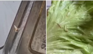 Sajian MBG di Boyolali usai Libur Sekolah: Belatung