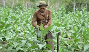 Terancam Aturan Baru, Petani Tembakau Temanggung Adukan ke DPR: Varietas Srintil Terancam Punah?