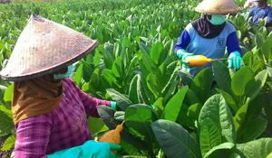 Khawatir Serapan Tembakau Lokal Menurun, Petani Minta Aturan Turunan PP 28/2024 Dikaji Ulang