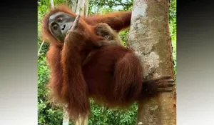 Wenda Melahirkan Bayi Setelah Dilepasliarkan di Hutan Aceh