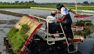 Produksi Beras Nasional Meningkat, BPS Proyeksikan Capai 28,71 Juta Ton