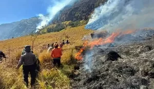 Karhutla Gunung Bromo Meluas hingga 70 Hektare, Cemara hingga Semak Belukar Hangus