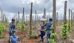 Kemenhut Tangkap 3 Pelaku Jual Beli Ilegal Lahan Kawasan Hutan Lindung di Luwu Timur Petugas menangkap penggarap lahan yang dijualbelikan secara ilega