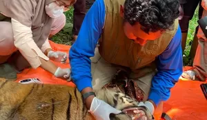 Terpaksa Pasang Box Trap di Agam, BKSDA Sumbar Jamin Kelestarian Harimau Sumatera