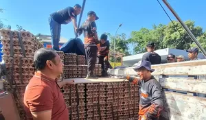 Peternak Blitar Kirim 8,7 Ton Telur untuk Korban Gempa Flores NTT