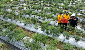 Dari Lubang Tambang ke Ladang Harapan: Kisah Mantan PETI di Pongkor yang Berubah Total, Bangun Desa, Pulihkan Alam, dan Ciptakan Hidup Baru