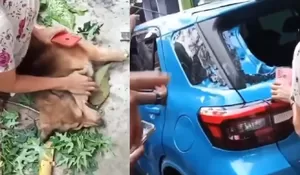 Komplotan Pencuri Anjing Beraksi di Batam, Empat Pelaku Ditangkap Usai Kejar-kejaran Dramatis