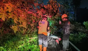 Pohon Tumbang di Enam Titik Akibat Cuaca Ekstrem di Jember, Dua Pengendara Dilarikan ke Rumah Sakit