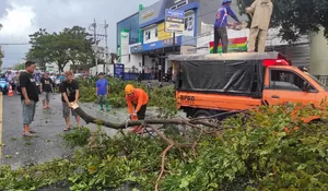 Pohon Trembesi Tua Tumbang hingga Tutupi Jalan, BPBD Jember Lakukan Pembersihan