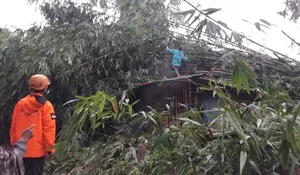 BPBD Jember Bergerak Cepat Tangani Dampak Cuaca Ekstrem di Tiga Kecamatan