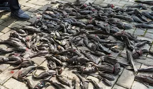 4 Fakta Penangkapan 6,9 Ton Ikan Sapu-sapu di Jakarta, Gubernur Pramono Anung Bakal Siapkan ‘Pasukan Khusus’
