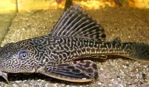 Sering Dianggap Hewan ‘Pembersih’ Ini Bahaya Ikan Sapu-sapu bagi Lingkungan, Bisa Memicu Erosi di Bantaran Sungai!