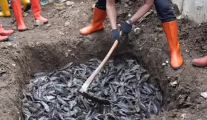 7 Ton Ikan Sapu-Sapu Ditangkap di Jakarta, Cara Pemusnahan Dikritik MUI dan Pemprov Diminta Evaluasi Metode