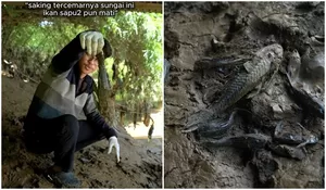 Tak Perlu Diburu, Pandawara Temukan Ikan Sapu-Sapu Mati Sendiri di Pinggiran Sungai, Soroti Rusaknya Ekosistem Akibat Pencemaran yang Terlalu Parah