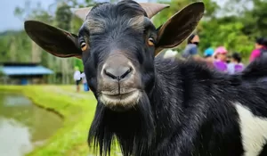 Quotes Hari Raya Idul Adha 1447 Hijriah, Ucapan Tema Kurban Cocok untuk Pesan Grup dan Story Medsos!