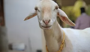 10 Pantun Selamat Hari Raya Idul Adha 2026,  Kalimat Penuh Makna untuk Pesan Hari Raya Kurban Umat Islam