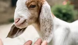 10 Link Gambar Bergerak Hari Raya Idul Adha 2026, Lucu - lucu Tema Kambing untuk Peringatan Kurban 1447 Hijriah