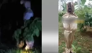 Geger Penampakan Pocong di Perkebunan Kopi Desa Harjomulyo Silo Jember Hebohkan Warga, Ternyata Ini Faktanya...