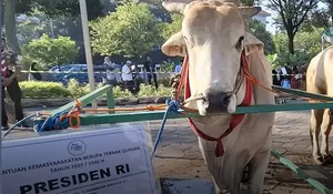 Pembelian Sapi Qurban Prabowo Pakai Dana APBN Tuai Polemik, MUI Tegaskan Hukumnya Sah dan Sesuai Syariat Islam, Begini Penjelasannya