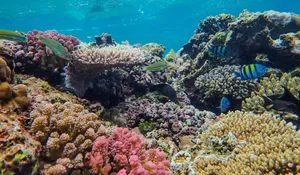 Poster Perayaan World Ocean Day 2026, Desain Baru dan HD untuk Acara dan Unggahan Media Sosial