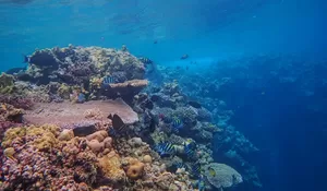 10 Ucapan Peringatan Hari Laut Sedunia 2026, Lestarikan Laut Lestarikan Bumi Tercinta, Yuk Bagikan Pesan Bersama