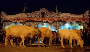 7 Fakta Kirab 1 Suro Keraton Surakarta, Tradisi Sambut Tahun Baru Jawa, Ada Kebo Bule yang Jadi Daya Tarik Tersendiri