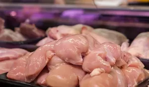 Harga Ayam Kembali Normal setelah Program MBG di Yogyakarta Tersendat