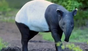 BKSDA Turun Tangan Tangkap Terduga Pelaku Penyembelihan Tapir Sumatra di Lampung, Ini Sanksi Hukum Bagi Pembunuh Satwa Dilindungi