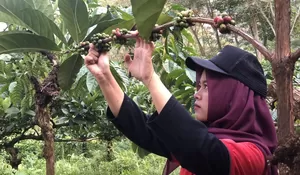 PDP Kahyangan Jember Perkuat Bisnis Kopi Robusta, Fokus Tingkatkan Produktivitas dan Produk Olahan Bernilai Tinggi