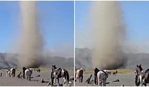 Ngeri! Kemunculan Pusaran Angin Mirip Puting Beliung di Laut Pasir Bromo Bikin Panik, BMKG Sebut Fenomena Itu Sebagai Dust Devil, Ini Penjelasannya