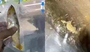 Viral Belatung di Bandeng Presto MBG meski Makanan Divakum, SPPG di Ponorogo Janji Bakal Beri Pengganti