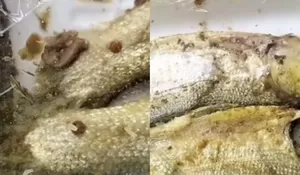 Lagi-lagi Bermasalah, Wali Murid di Sampang Keluhkan Temuan Belatung pada Menu Ikan Bandeng MBG