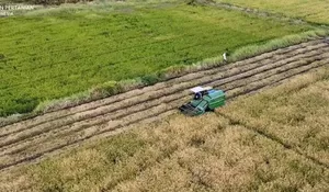 Pemerintah Klaim Stok Pangan Indonesia Aman hingga 11 Bulan ke Depan Hadapi El Nino Godzilla