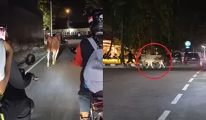 Seekor Sapi Kurban Ngamuk di Jalanan Klasis Klaten, Sempat Berlari Kecil hingga Diikuti Motor dari Belakang