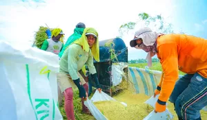 Cetak Rekor, Produksi Beras 2026 Indonesia Naik saat Produksi Dunia Turun