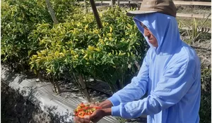 Lahan Terbengkalai Ditanam Cabai Rawit, BUMDes Bangkit Mandiri Tlogorandu Juwiring Klaten Panen Cuan Jutaan