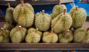 4 Tempat Berburu Durian di Ciamis, Rasakan Sensasi Makan Durian Langsung di Alam