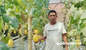 Berawal dari Hobi, Warga Cikoneng Ciamis Sukses Budidaya Melon, Bisa Petik dan Makan Langsung di Kebun