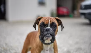 Detik-detik Warga Selamatkan Anak 9 Tahun yang Diserang Anjing Pitbull di Bandung, Lempar Papan hingga Tong Sampah agar Gigitan Terlepas