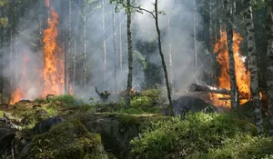 Polisi Tetapkan 138 Tersangka Pembakaran Hutan dan Lahan, Terancam Pasal Berlapis