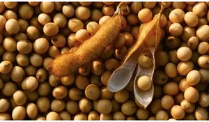 Lindungi Industri Tahu Tempe, Pemerintah Pastikan Harga Kedelai Terkendali